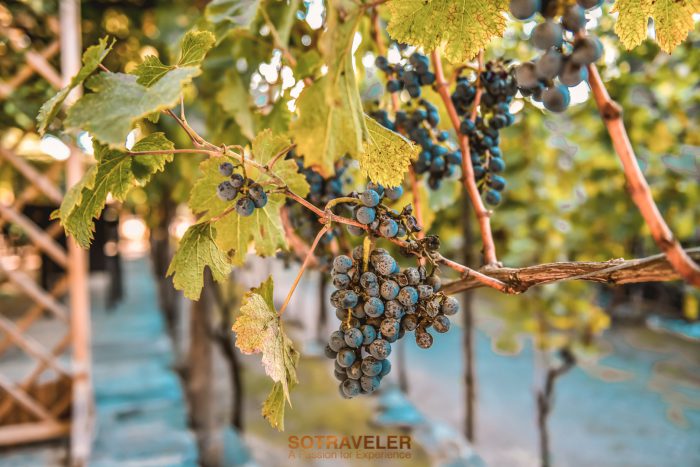 Bosco de Medici Winery Italy