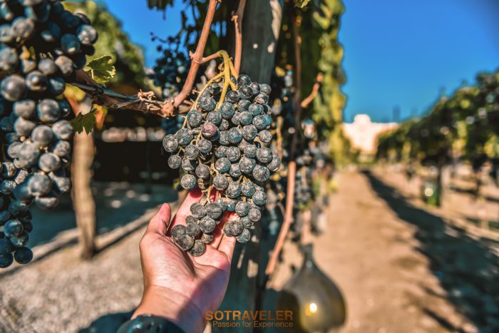 Bosco de Medici Winery Italy
