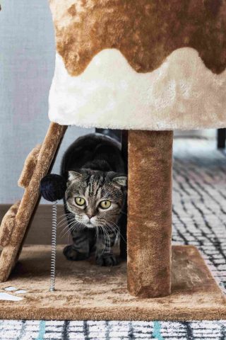 Kimpton Maa-Lai Bangkok Pawfect Staycation
