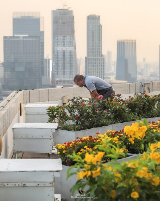 The Rooftop Apiary Experience