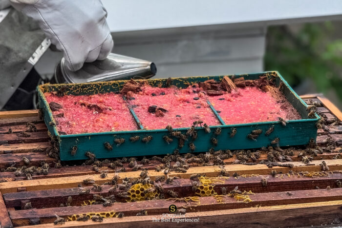 The Rooftop Apiary Experience
