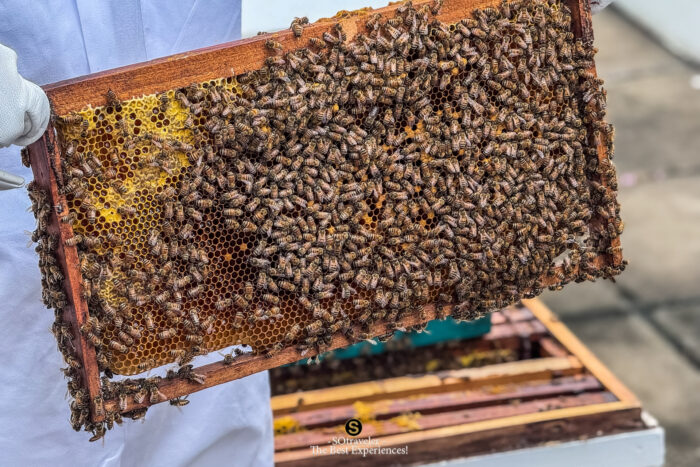 The Rooftop Apiary Experience