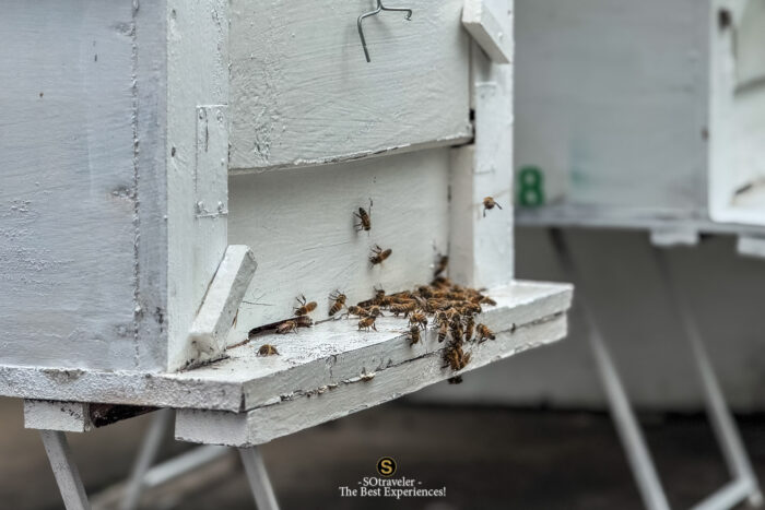 The Rooftop Apiary Experience