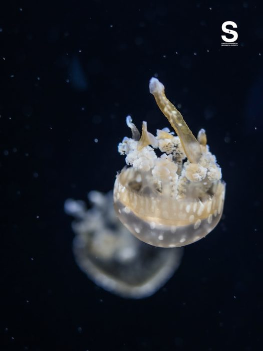 Singapore Oceanarium