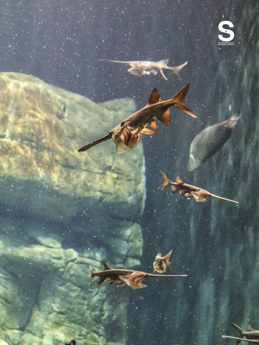 Singapore Oceanarium