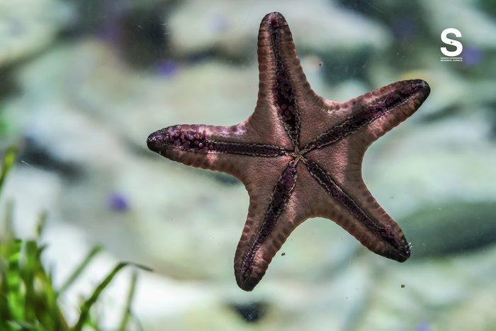 Singapore Oceanarium